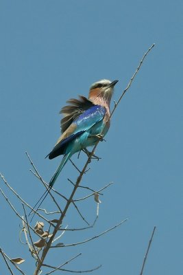 Lilac-breasted Roller