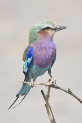 Lilac-breasted Roller