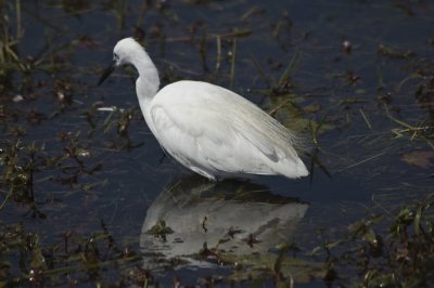 Little Egret