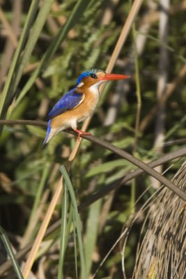 Gallery: Botswana Birds