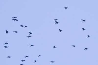 g3/66/939066/3/122833080.watFjoqG.jpg