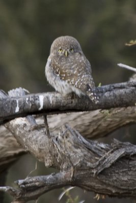 Gallery: Owls