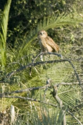 Pels Fishing Owl