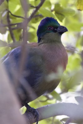 Purple Crested Turaco Lourie.jpg