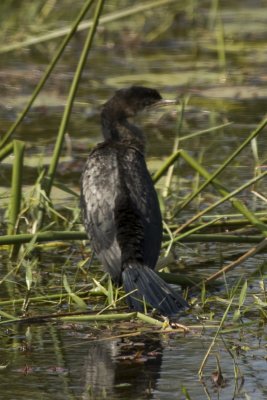 Reed cormorant.jpg