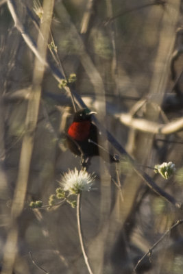 Scarlet-chested Sunbird.jpg