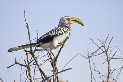 Sourthern Yellow-billed Hornbill.jpg