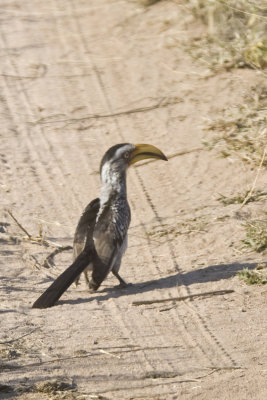 Southern Yellow-billed Hornbill.jpg