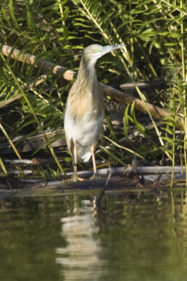 Squacco Heron