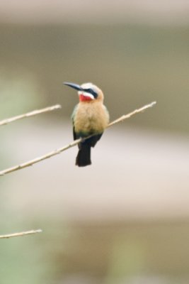 White fronted bee-eater