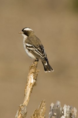 White-browed Sparrow-weaver.jpg