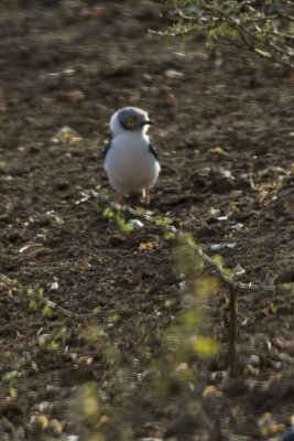 White-crested White helmet-shrike.jpg