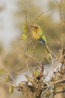White-fronted  Bee-eater Juvi