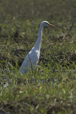 Yellow billed Egret