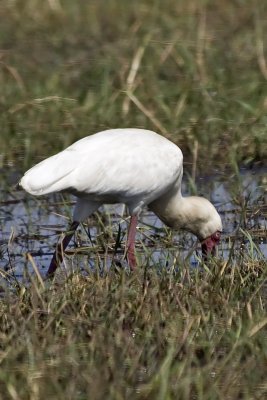 African Spoonbill