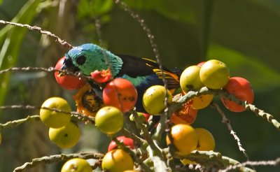 Seven-colored Tanager