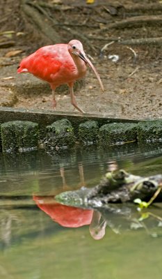 Scarlet Ibis