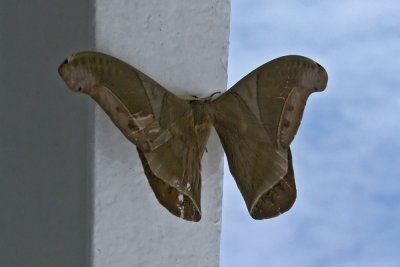 Moth