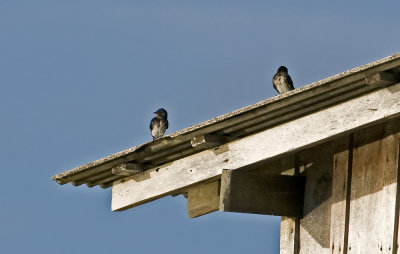 White-winged Swallow