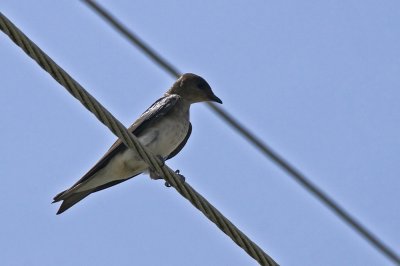 Brown-breasted Martin