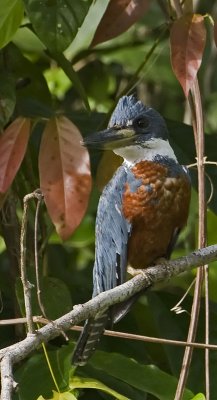 Ring Kingfisher-Amazon River
