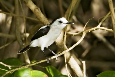 Pied-water Tyrant
