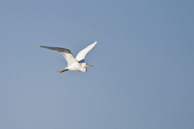 Snowy Egret