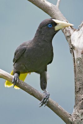 Crested Oropendola