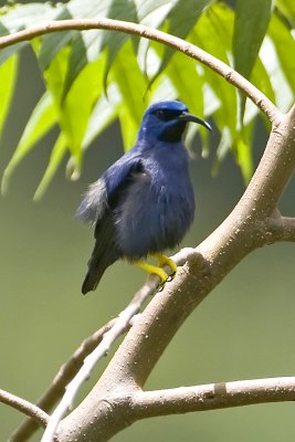 Purple Honeycreeper