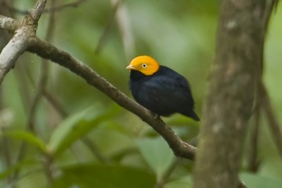 Golden-headed Manakin