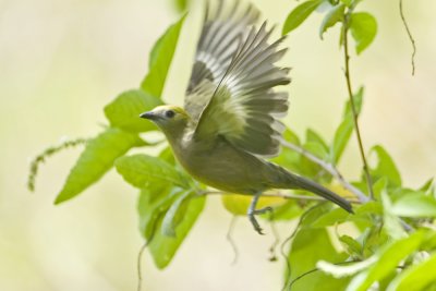 Palm Tanager