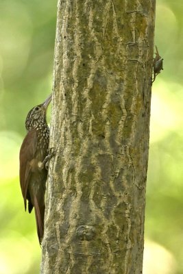 Streak-headed Woodcreeper