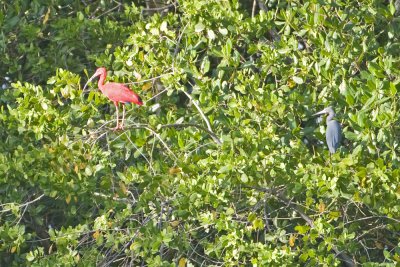 Scarlett  Ibis