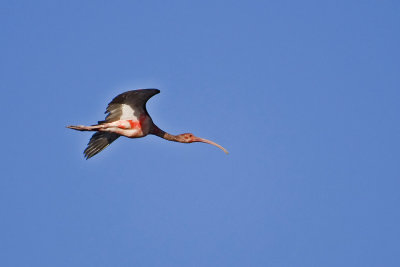 Scarlett  Ibis Juvi