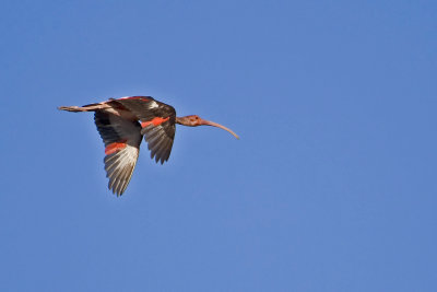 Scarlett  Ibis Juvi