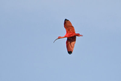 Scarlett  Ibis Juvi