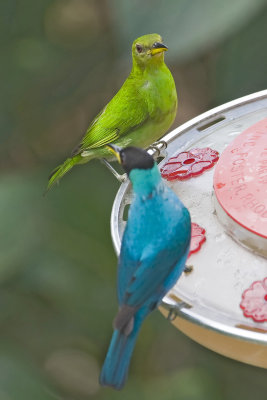 Green Honeycreeper(Pair)