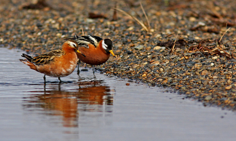 Red Phalarope Alaska