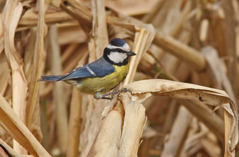 African Blue Tit Fuerteventura