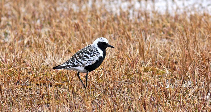  Black-bellied Plover