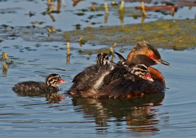  Svarthakedopping Slavonian Grebe