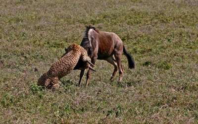  Cheetah Tanzania