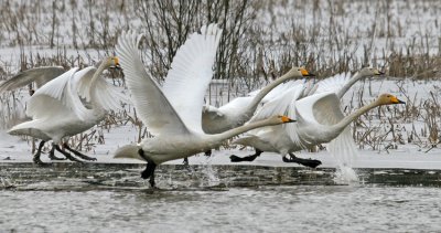  sngsvan Whooper Swan