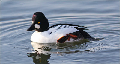 Knipa Common Goldeneye Uppland