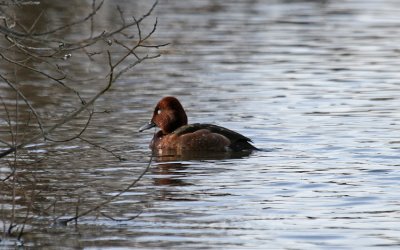 Vitögad dykand Uppland