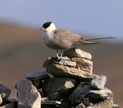  Long-tailed Skua Fjllabb