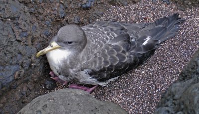  Gulnbbad Corys Shearwater