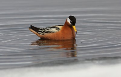 Brednäbbad simsnäppa Alaska
