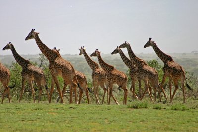  Giraff