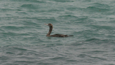 Socotra Cormorant  Kuwait